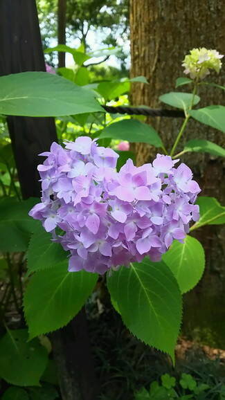 京都 三室戸寺のあじさい19 開花や見ごろは アクセス 混雑を避けるコツも ローリエプレス