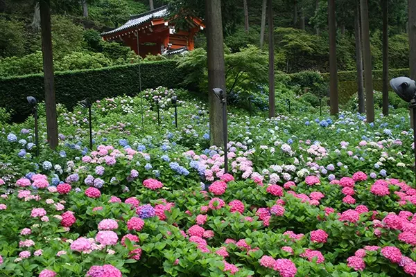 京都 三室戸寺のあじさい19 開花や見ごろは アクセス 混雑を避けるコツも ローリエプレス