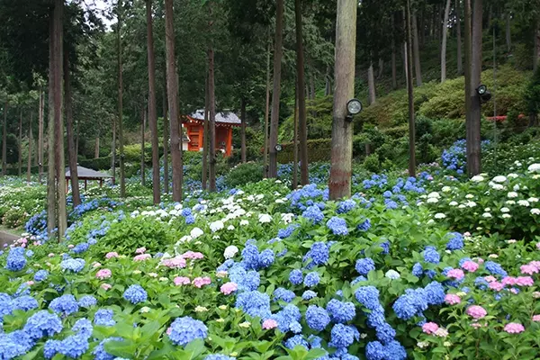 京都 三室戸寺のあじさい19 開花や見ごろは アクセス 混雑を避けるコツも ローリエプレス