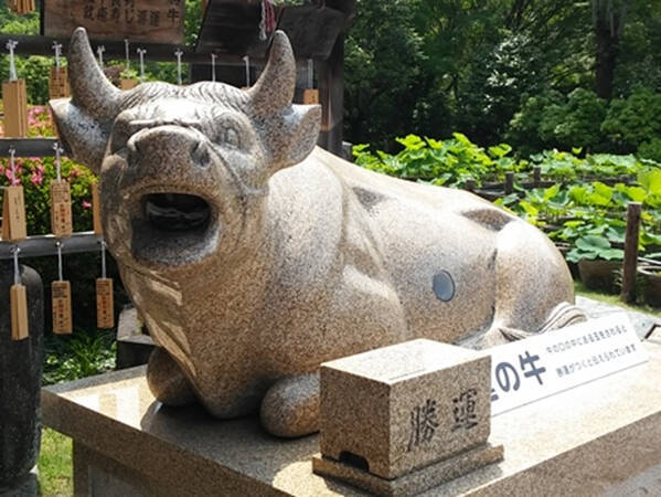 京都 三室戸寺のあじさい19 開花や見ごろは アクセス 混雑を避けるコツも ローリエプレス