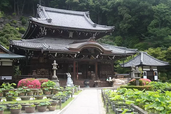 京都 三室戸寺のあじさい19 開花や見ごろは アクセス 混雑を避けるコツも ローリエプレス