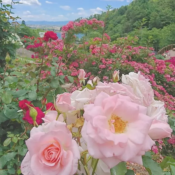 人気 バラ園 を厳選 フォトジェニックな写真が撮れる全国のスポット ローリエプレス