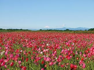 今週末はバラ ポピーが見頃 関東近郊のおすすめ花畑スポット6選 19年5月18 19日 ローリエプレス