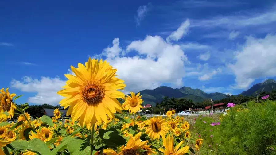 関東 甲信越の避暑地25選 夏でも涼しい 高原や滝など 絶景 涼スポットで快適に ローリエプレス