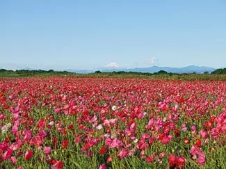 今週末はバラ ポピーが見頃 関東近郊のおすすめ花畑スポット6選 19年5月25 26日 ローリエプレス