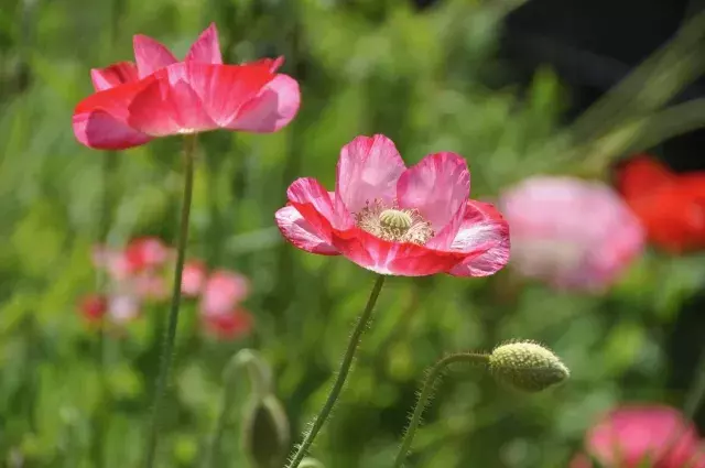 今週末はバラ ポピーが見頃 関東近郊のおすすめ花畑スポット6選 19年5月25 26日 ローリエプレス 今週末はバラ ポピーが見頃 関東近郊のおすすめ花畑スポット6選 19年5月25 26日 ローリエプレス