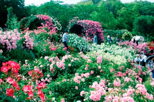 関東近郊 夏のお花畑おすすめ15選 6月7月見頃のあじさいやバラが美しい名所も ローリエプレス