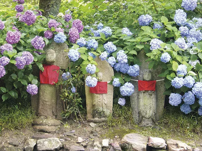 関西 絶景 あじさい名所9選 インスタ映えのあじさい寺や見頃情報も ローリエプレス