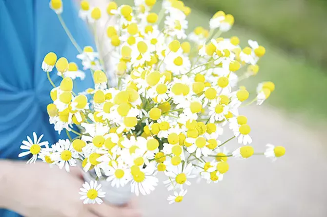 6月7月見頃の 花絶景 12選 デートにもおすすめ 東海近郊 ローリエプレス