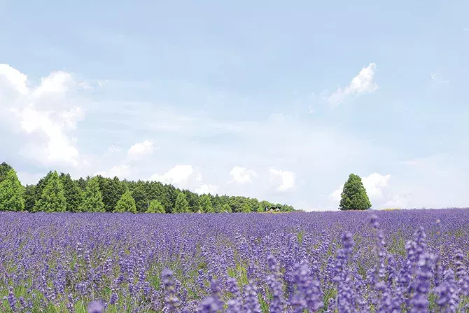 6月7月見頃の 花絶景 12選 デートにもおすすめ 東海近郊 ローリエプレス