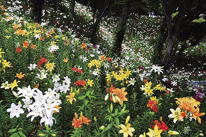 6月7月見頃の 花絶景 12選 デートにもおすすめ 東海近郊 ローリエプレス
