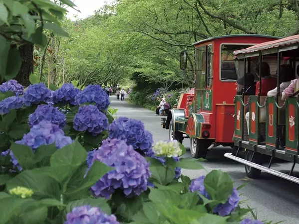 6月7月見頃の 花絶景 12選 デートにもおすすめ 東海近郊 ローリエプレス