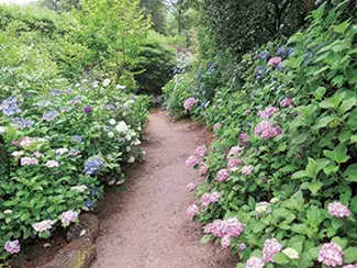 絶景 あじさい名所7選 インスタ映えのあじさい寺や見頃情報も 中国 四国 ローリエプレス