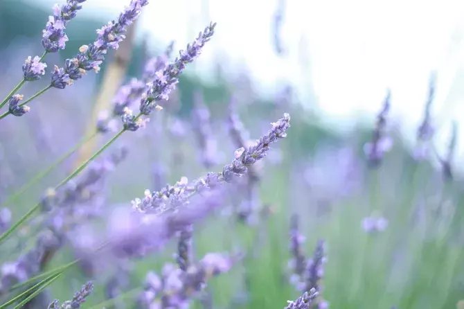 日本最大級の5万株 千年の苑 ラベンダー園 がオープン ラベンダーまつりも開催 埼玉 ローリエプレス
