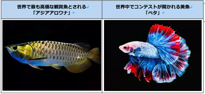 日本初カフェ型水族館 ジュエリーアクアリウム 誕生 Ai図鑑で魚を楽しめる 埼玉 ローリエプレス