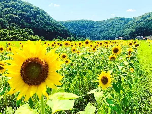 フォトジェニックな ひまわり畑 14選 思い出に残る写真が撮れる 全国 ローリエプレス