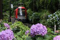 ＼今だけの花絶景／箱根鉄道「あじさい電車」で幻想的な旅はいかが？【神奈川】