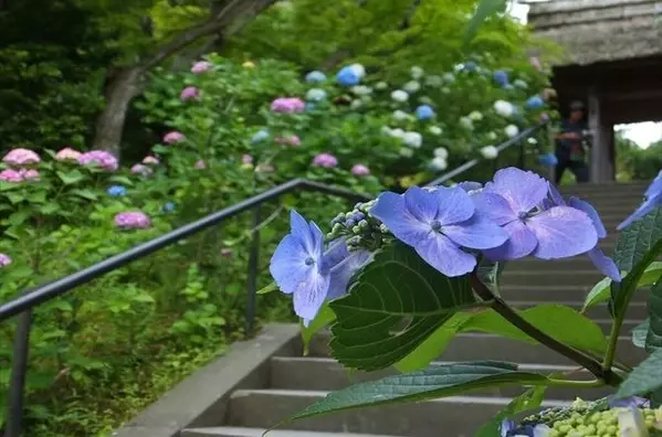 今週末は あじさい ラベンダー が見頃 関東近郊のおすすめ花畑スポット選 19年6月22日 23日 ローリエプレス