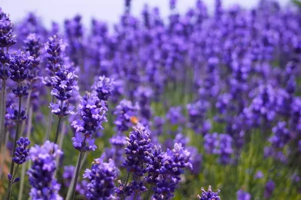 今週末は あじさい ラベンダー が見頃 関東近郊のおすすめ花畑スポット選 19年6月22日 23日 ローリエプレス