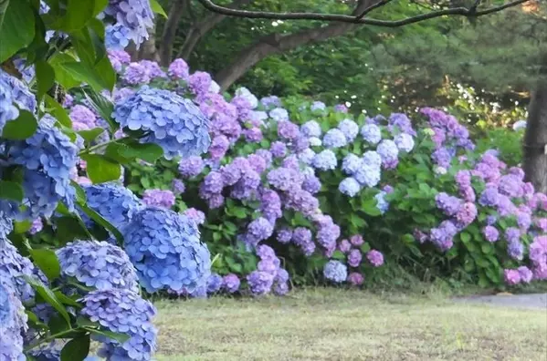 今週末は あじさい ラベンダー が見頃 関東近郊のおすすめ花畑スポット14選 19年6月29日 30日 ローリエプレス