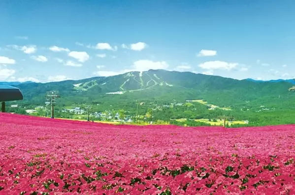 ピンク一面の絶景 山頂のカフェで限定メニューやbbqを楽しもう 岐阜 ローリエプレス