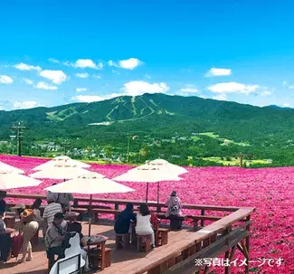 ピンク一面の絶景 山頂のカフェで限定メニューやbbqを楽しもう 岐阜 ローリエプレス