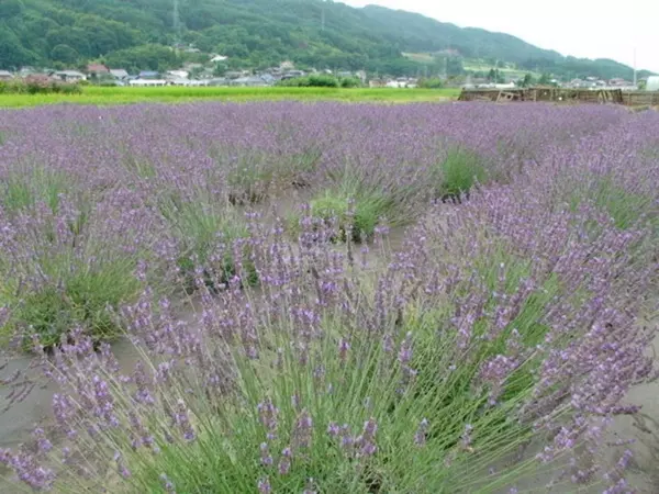 今週末は あじさい ラベンダー が見頃 関東近郊のおすすめ花畑スポット9選 19年7月6日 7日 ローリエプレス