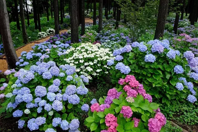 今週末は あじさい ラベンダー が見頃 関東近郊のおすすめ花畑スポット9選 19年7月6日 7日 ローリエプレス 今週末は あじさい ラベンダー が見頃 関東近郊のおすすめ花畑スポット9選 19年7月6日 7日 ローリエプレス