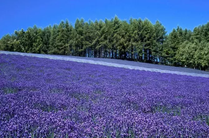 北海道 カップルにおすすめのデートスポット23選 定番から穴場まで ローリエプレス