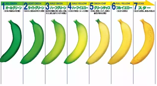 実は 少し青い バナナを選ぶべし 注目の成分 レジスタントスターチ とは ローリエプレス