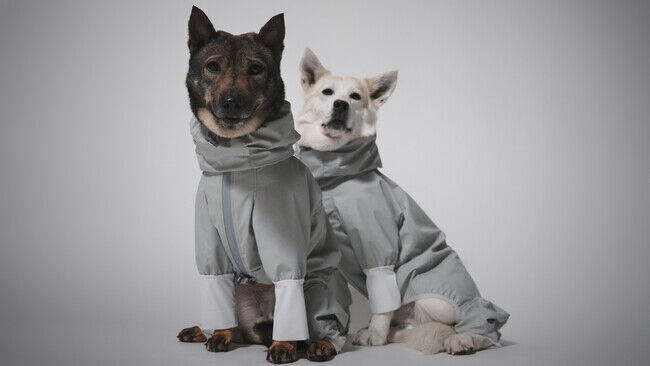 ピースワンコ・ジャパン×ペットブランド STANDING ON THE BLUEの初コラボ。保護犬も幸せに！チャリティ「レインスーツ」を5月24日(金)から発売開始の1枚目の画像