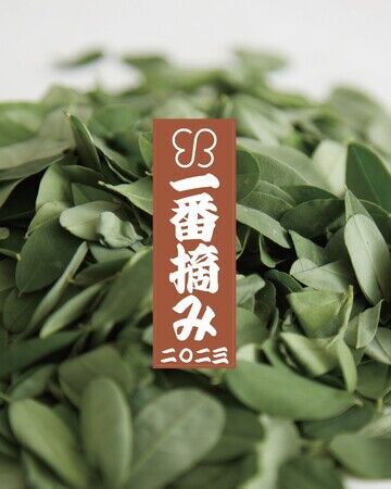 2023年春夏に収穫されたフレッシュな“新ヘナ”。10月4日(水)に一番摘み uka クイーンオブ石垣 ヘナを発売の2枚目の画像