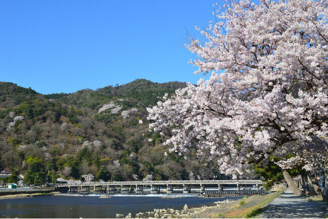 5席増席しました。お一人様￥5,300-～【4/5出発】【京都・嵐山】桜・お花見屋形船＋嵐山での昼食付 春の嵐山を楽しむ日帰りプラン　ちょうど見ごろかな？の4枚目の画像