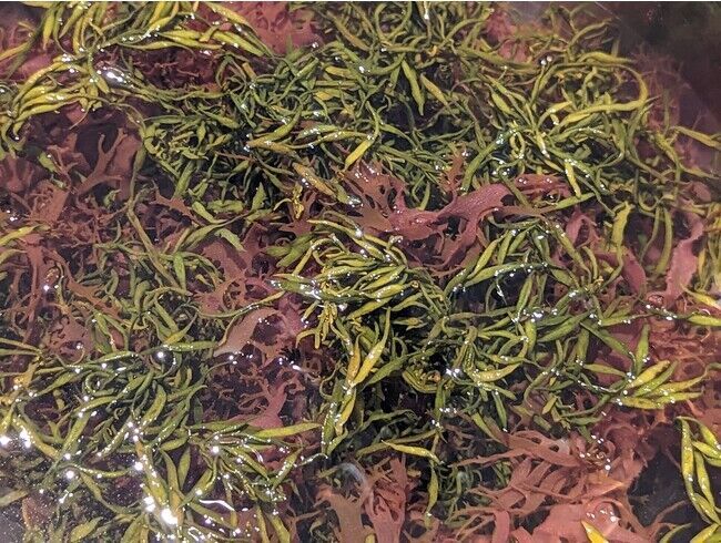 【本日から販売開始】新感覚の常備食材“プレミアム サラダ海藻”の2枚目の画像