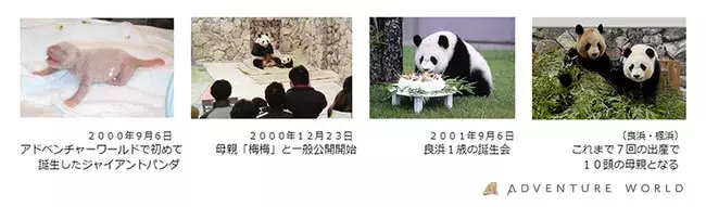 ５月８日 日 母の日に お母さんパンダ 良浜 らうひん へ日頃の感謝を込めてタケノコのブーケをプレゼント ローリエプレス