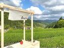 移動式茶室を用いた日本茶ケータリング茶会のご提案