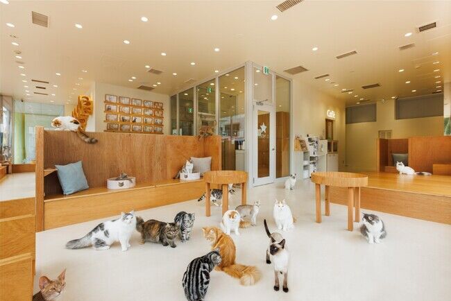 夏休みはネコまみれ！ネコカフェ『Cat Cafe MOFF イーアス沖縄豊崎店』OPEN！の2枚目の画像