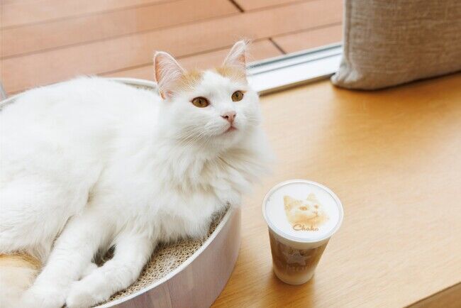 夏休みはネコまみれ！ネコカフェ『Cat Cafe MOFF イーアス沖縄豊崎店』OPEN！の4枚目の画像