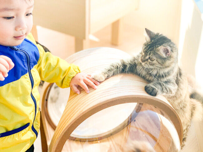 夏休みはネコまみれ！ネコカフェ『Cat Cafe MOFF イーアス沖縄豊崎店』OPEN！の5枚目の画像