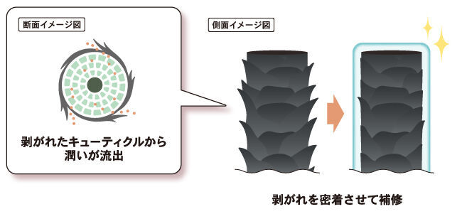 【オーガニック×先端科学】で、うねり髪まとまる至福のツヤ美髪へ！「アハロバター」より、「オーガニックシアライン」が新登場！の3枚目の画像