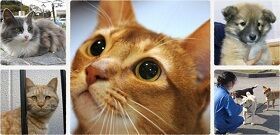 猫船員さんといっしょにサマーバカンスへ「気分は世界を旅する猫船員♪　ペナント型ポーチ」が『フェリシモ猫部(TM)』から新登場の14枚目の画像