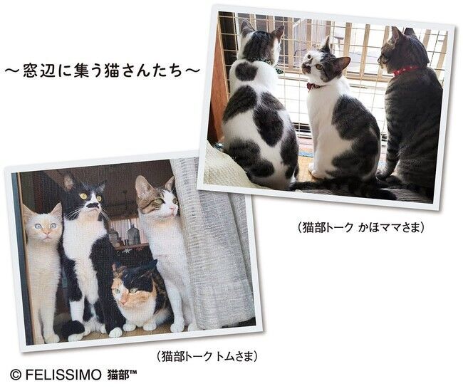 窓を開けて網戸にすると外を眺めに猫が集まる“猫あるある”シーンを再現したメッシュファイルポーチが「フェリシモ猫部(TM)」から新登場の3枚目の画像