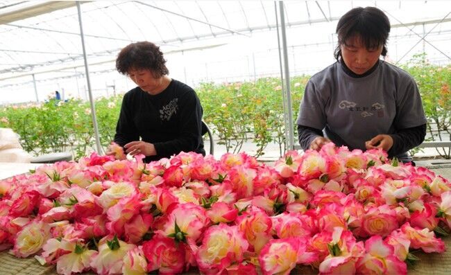 無香料なのに安らぐ香り、バラ園生まれのマッサージングパック限定発売の13枚目の画像