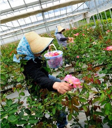 無香料なのに安らぐ香り、バラ園生まれのマッサージングパック限定発売の12枚目の画像