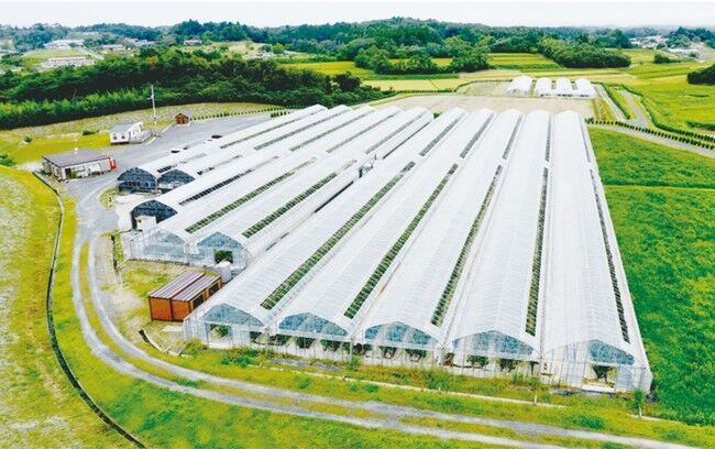 無香料なのに安らぐ香り、バラ園生まれのマッサージングパック限定発売の11枚目の画像