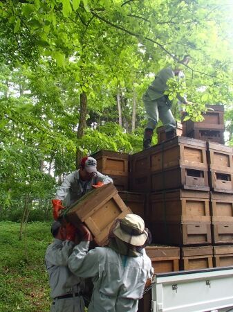 世界20か国・国内20都道府県を超える100種類の蜂蜜が一同に　「蜜源・採蜜地・採蜜時期」ごとの個性を生かした「シングルオリジンハニー」発売の10枚目の画像