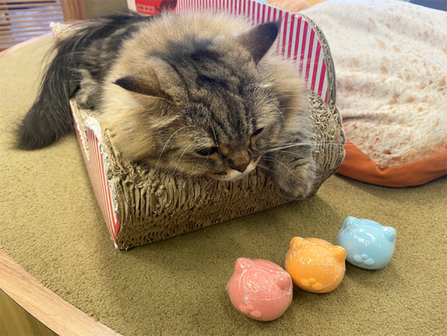 ねこ好き大歓喜！ねこにモテたい入浴剤「NEKOMOTE Bath Ball」が新発売。またたび&キャットニップ風の香りでねこもメロメロ！？の3枚目の画像