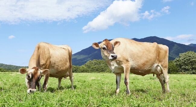 香り豊かな紅茶と濃厚なジャージー牛乳のとろける味わい「ジャージー牛乳プリン　ロイヤルミルクティー」を再発売の3枚目の画像