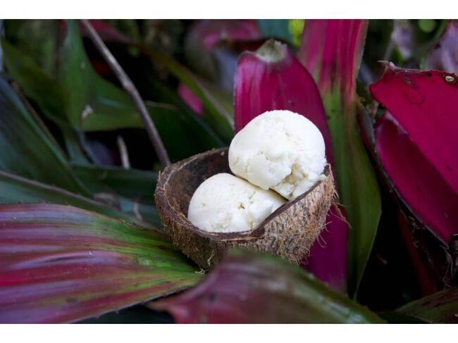 元ミシュランシェフがジャングルの奥地で開発した秘密のレシピ。～自然の恵みから生まれたココナッツアイスクリームが日本初上陸！！ ～の2枚目の画像