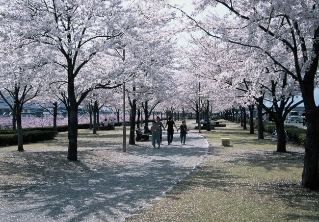 オンライン飲み会サービス『たくのむ』　全国の自治体や花見実行委員会と連携し、花見がオンラインで体験できるキャンペーンを開催いたします。の11枚目の画像